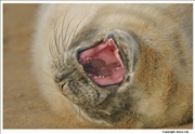 Grey Seal 4